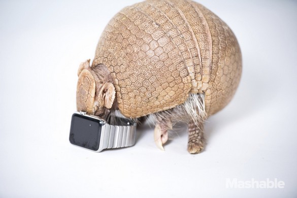 Armadillo