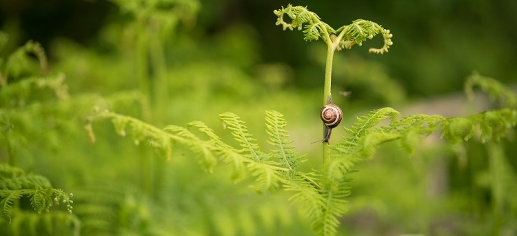 loxia2485_application_03