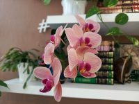 photos by Tecno Spark 20 Pro Plus