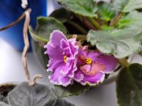 photo by Poco X7 Pro