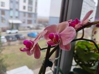 photo by Poco X7 Pro