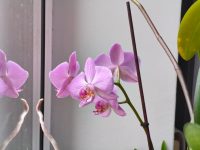 photo by Poco X7 Pro